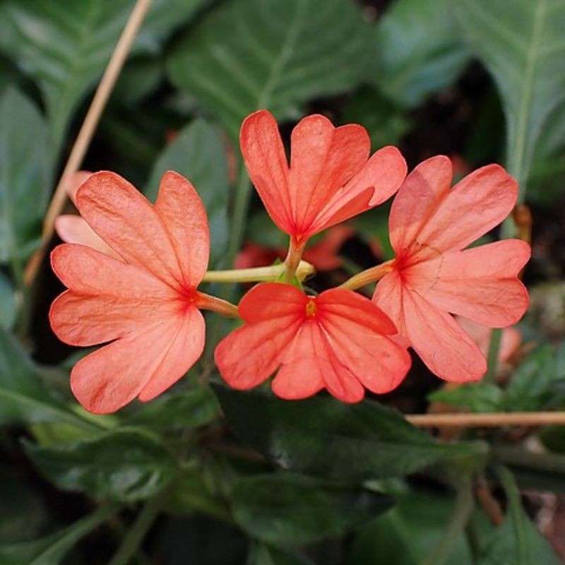 अबोली — Crossandra