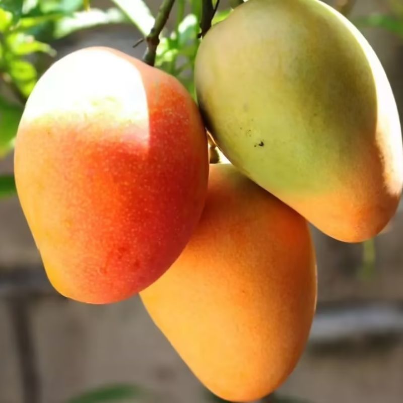 आंबा — Mango