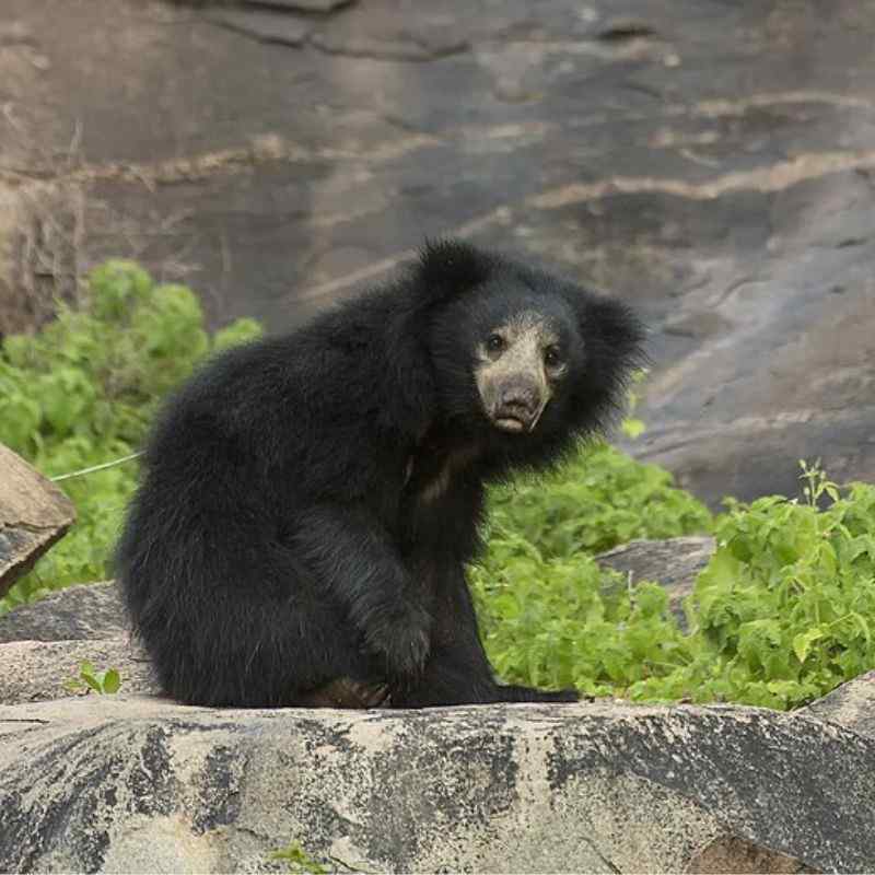 अस्वल — Bear in Marathi for kids