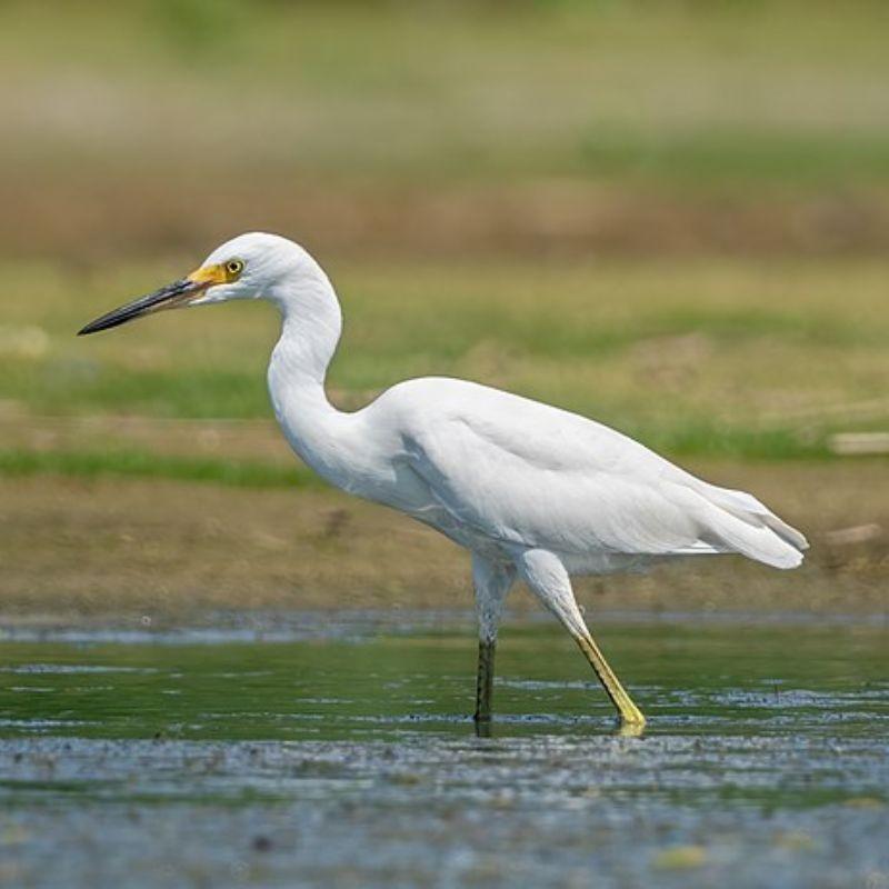 बगळा — Egret in Marathi for kids