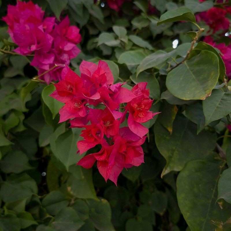 बोगनवेल — Bougainvillea