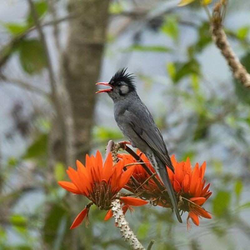 बुलबुल — Bulbul in Marathi for kids