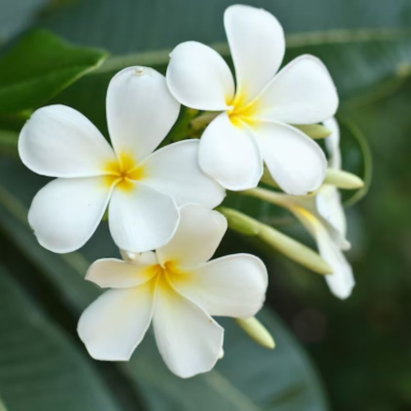 चाफा — Plumeria