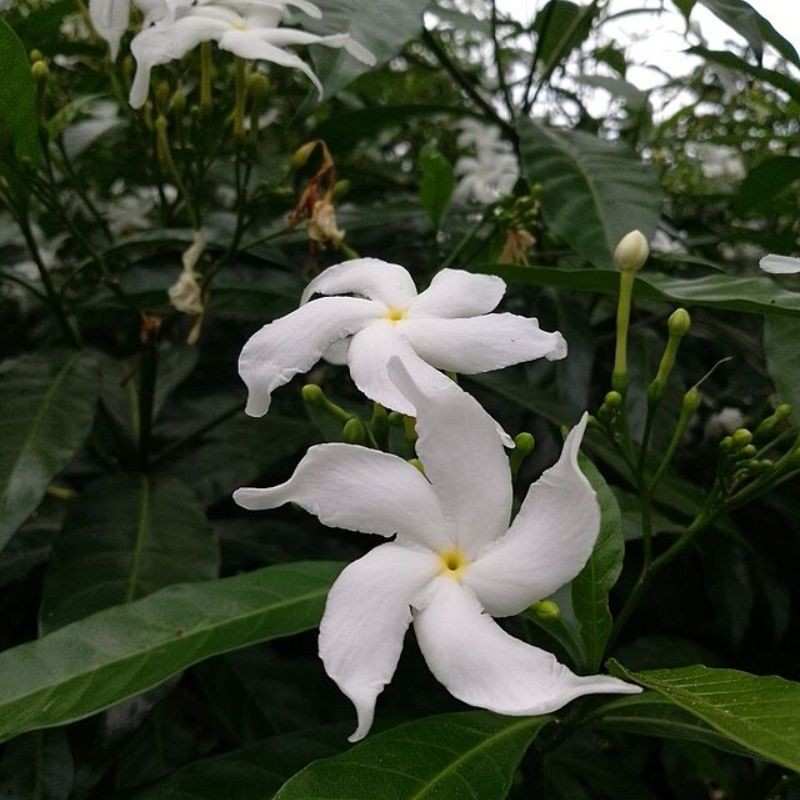 चमेली — Jasmine