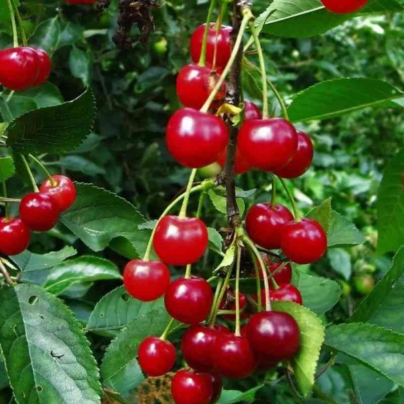 चेरी — Cherry