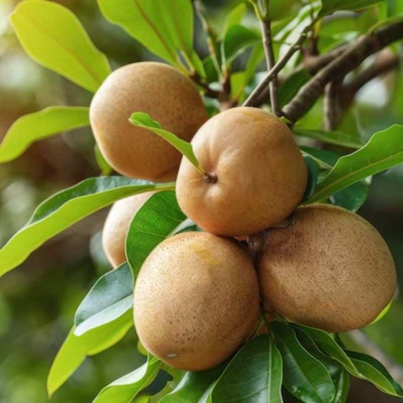 चिकू — Sapodilla