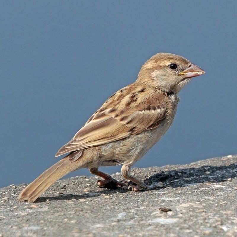 चिमणी — Sparrow in Marathi for kids