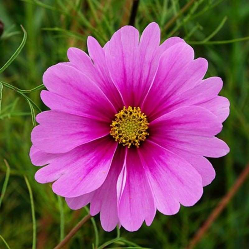 कॉसमॉस — Cosmos