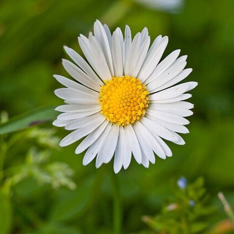 डेझी — Daisy