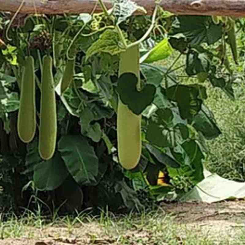 दुधी — Bottle Gourd