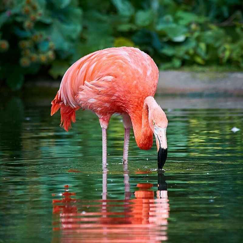 फ्लेमिंगो — Flamingo in Marathi for kids