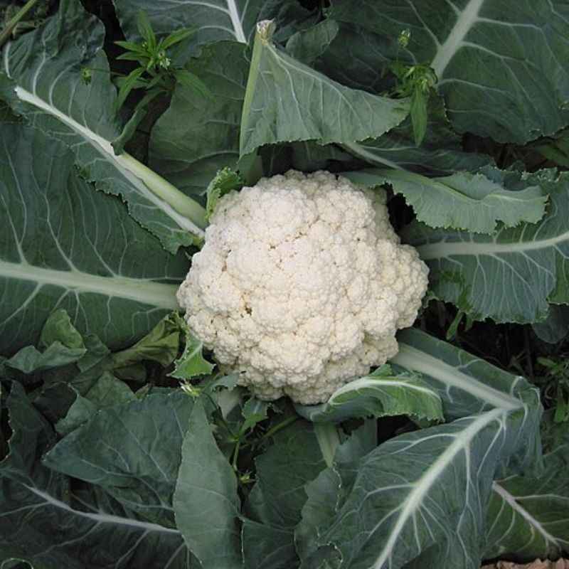फ्लॉवर — Cauliflower