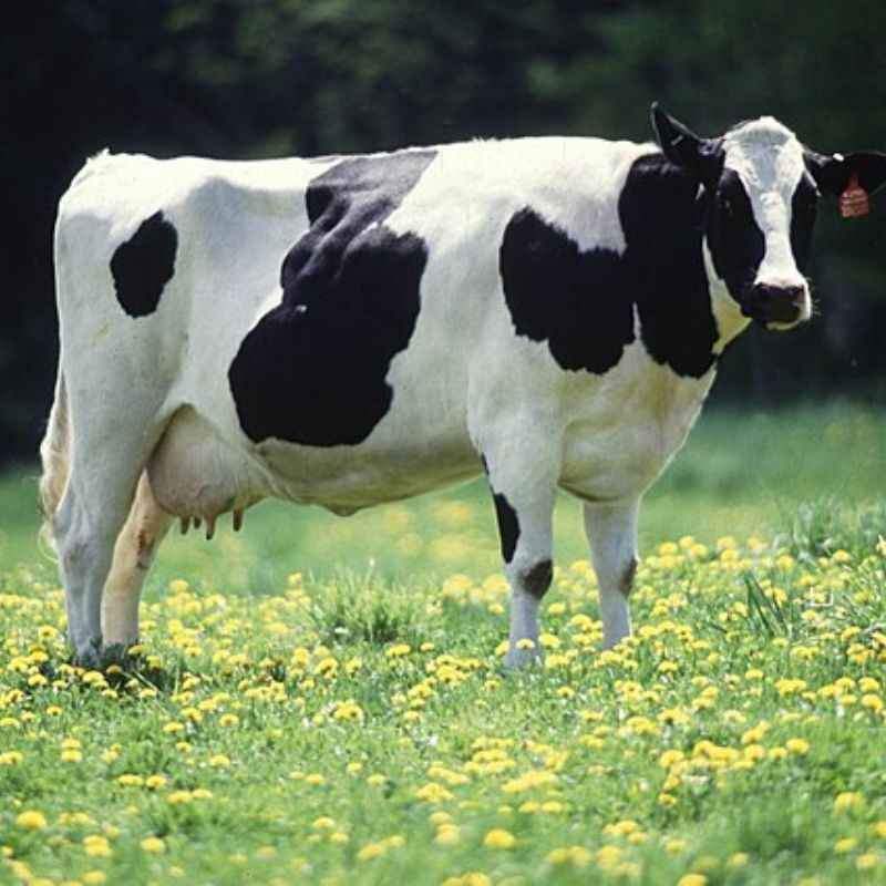 गाय — Cow in Marathi for kids