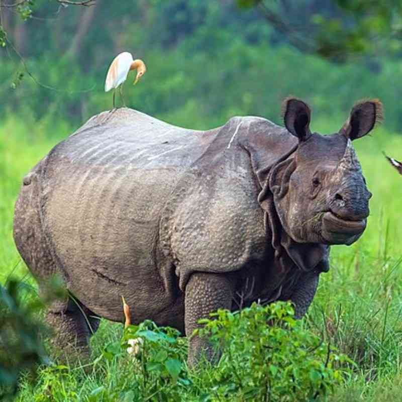गेंडा — Rhinoceros in Marathi for kids