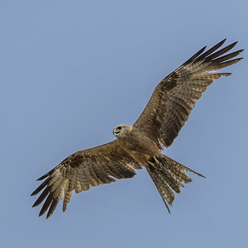 घार — Kite bird in Marathi for kids