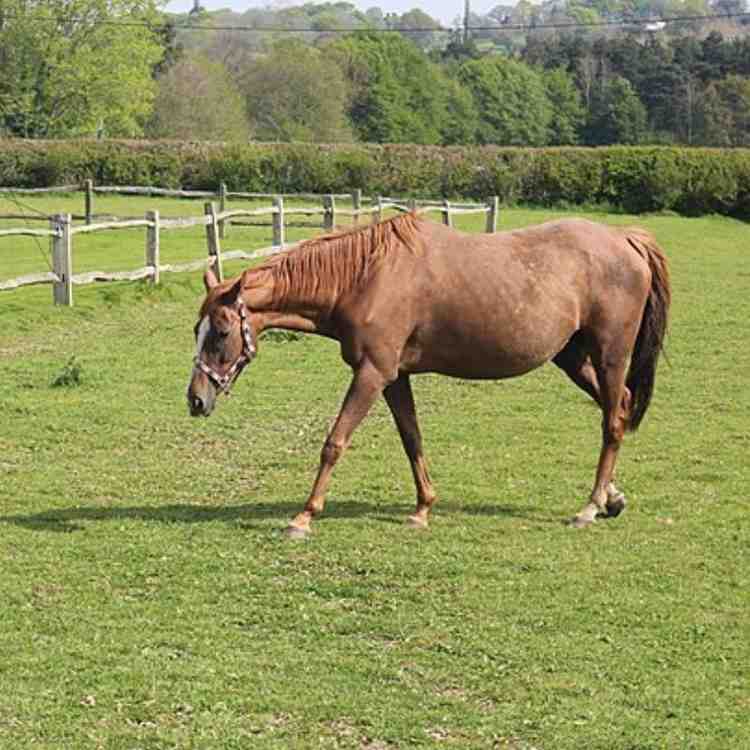 घोडा — Horse in Marathi for kids