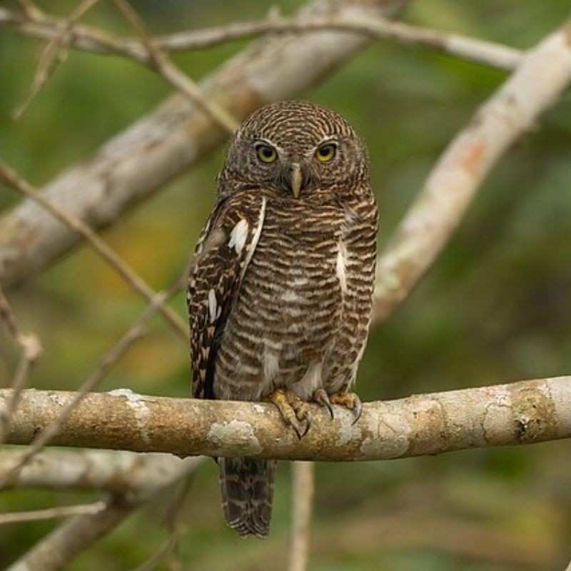घुबड — Owl in Marathi for kids