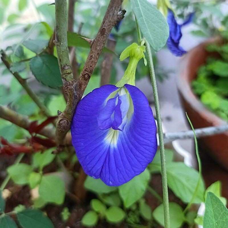 गोकर्ण — Butterfly Pea