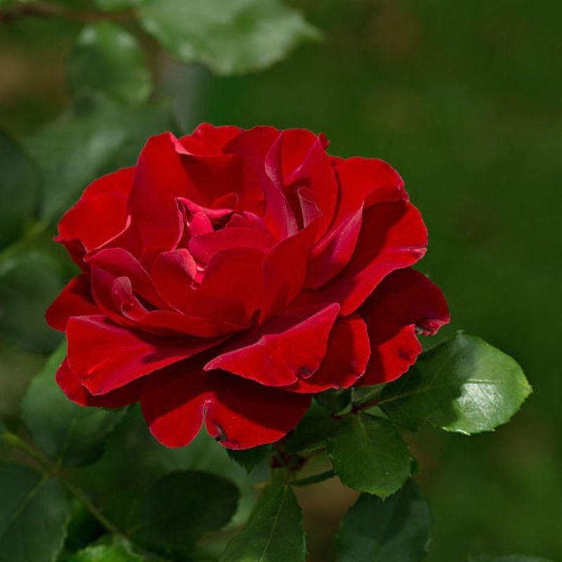 गुलाब — Rose