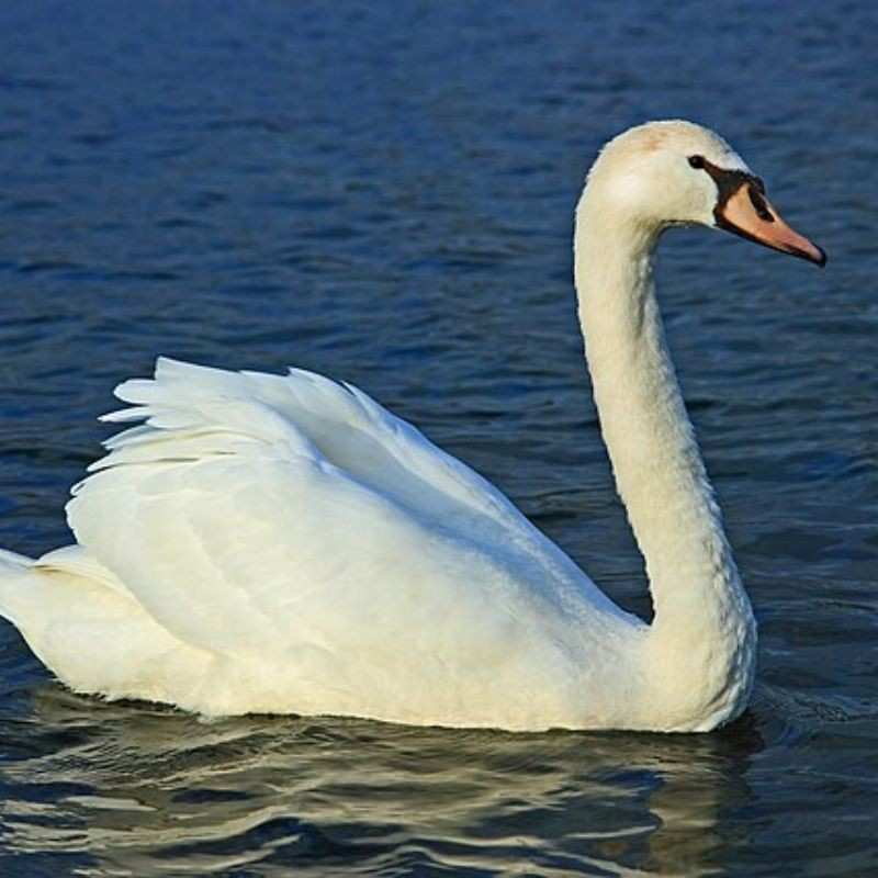 हंस — Swan in Marathi for kids
