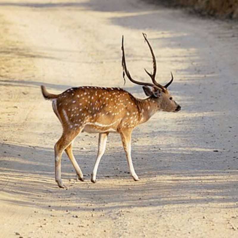 हरीण — Deer in Marathi for kids