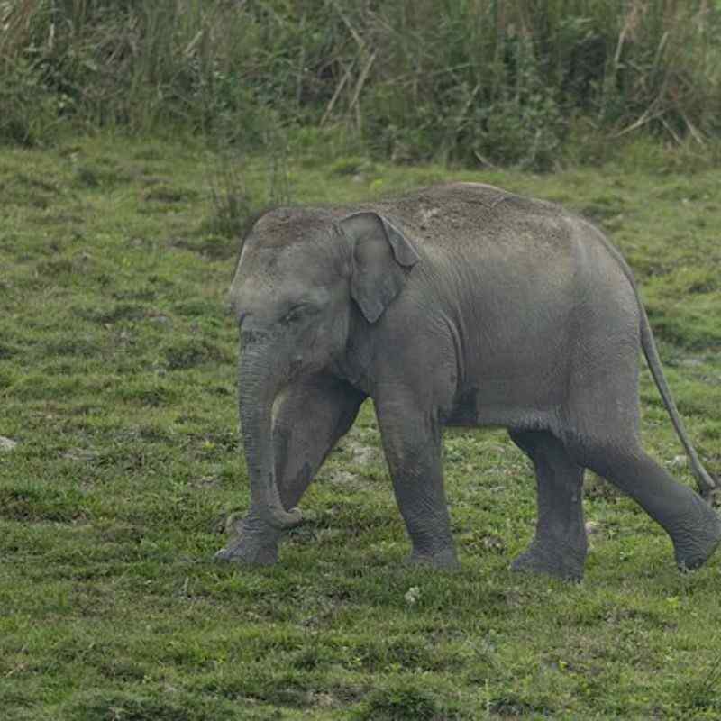 हत्ती — Elephant in Marathi for kids