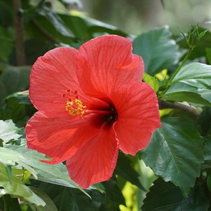 जास्वंद — Hibiscus