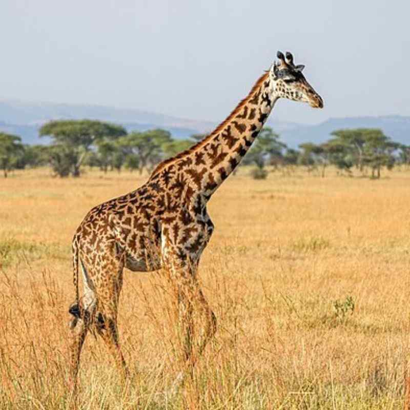 जिराफ — Giraffe in Marathi for kids