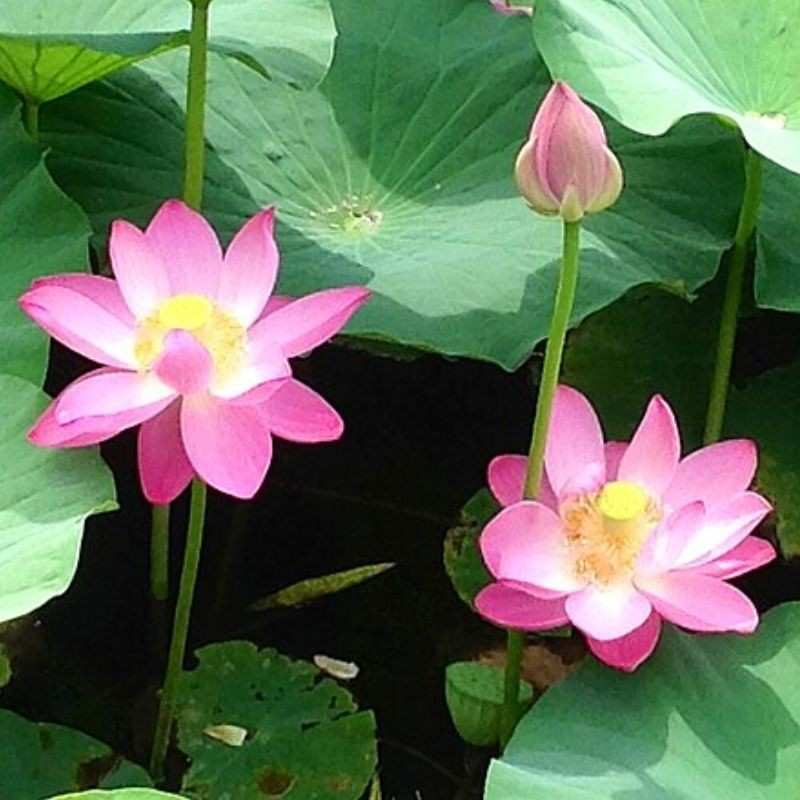 कमळ — Lotus