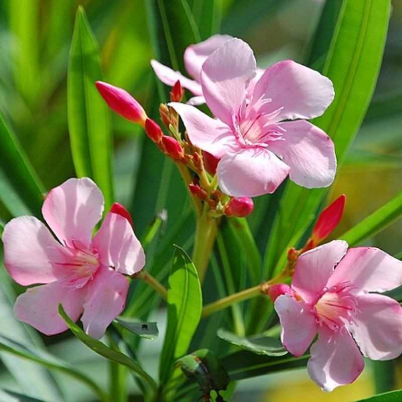 कण्हेर — Oleander