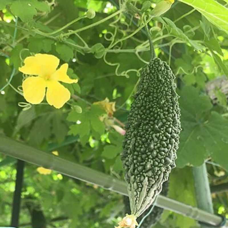 कारले — Bitter Gourd