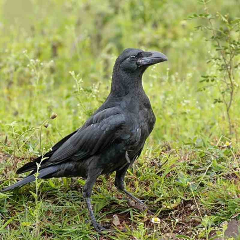 कावळा — Crow in Marathi for kids