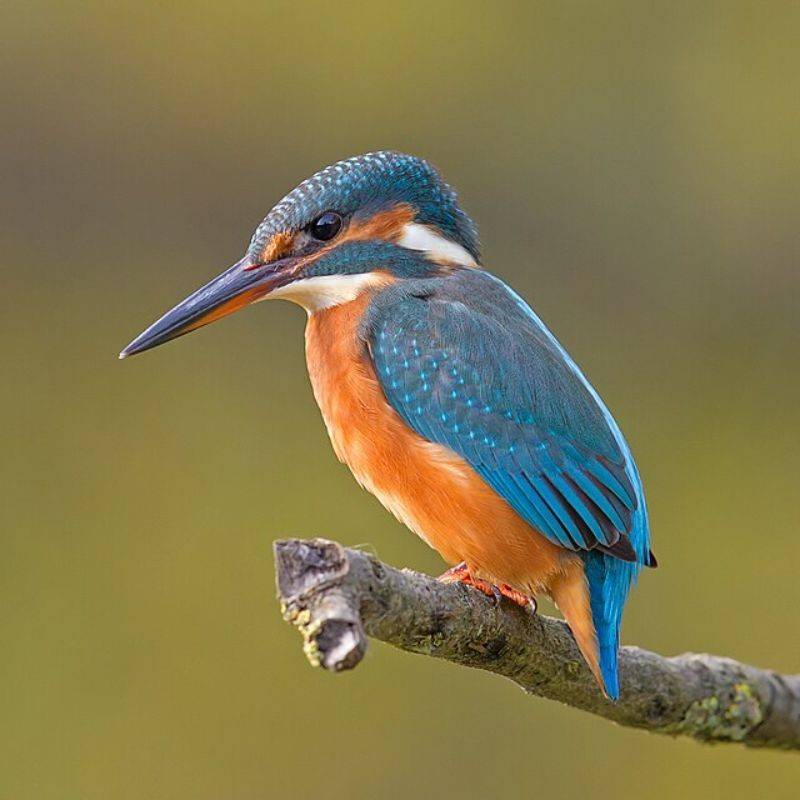 खंड्या — Kingfisher in Marathi for kids
