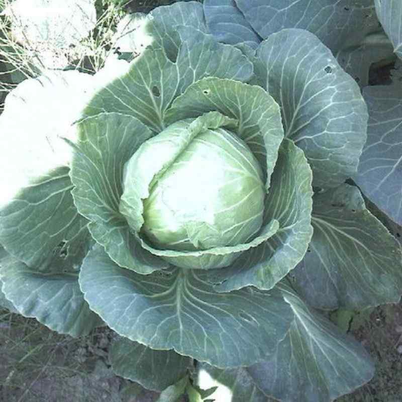 कोबी — Cabbage