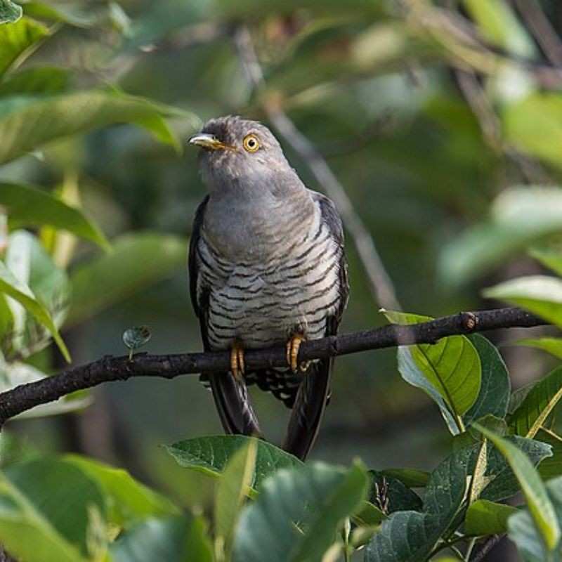 कोकिळ — Cuckoo in Marathi for kids