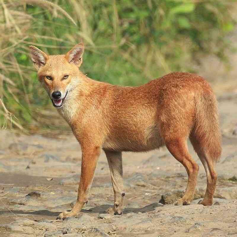 कोल्हा — Jackal in Marathi for kids