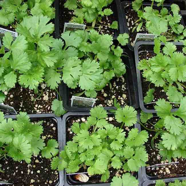 कोथिंबीर — Coriander