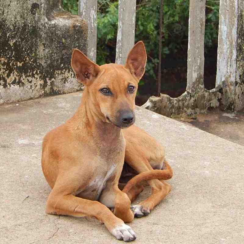 कुत्रा — Dog in Marathi for kids
