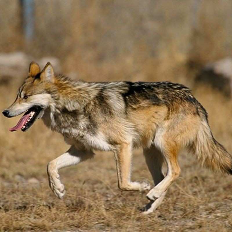 लांडगा — Wolf in Marathi for kids