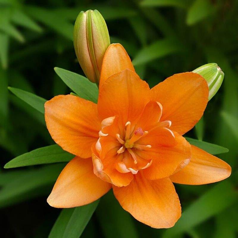 लिली — Lily