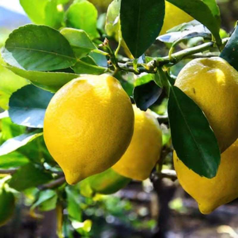 लिंबू — Lemon