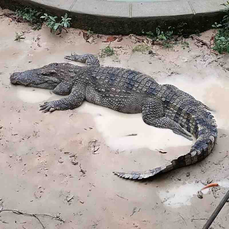 मगर — Crocodile in Marathi for kids