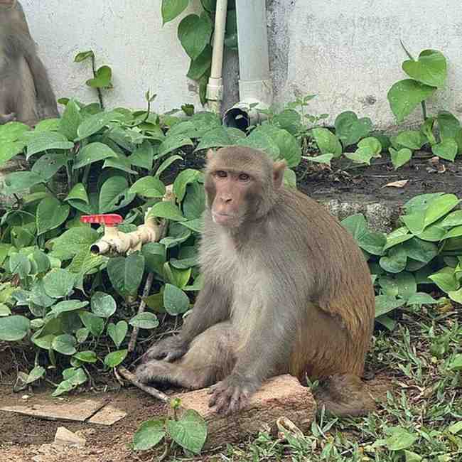 माकड — Monkey in Marathi for kids