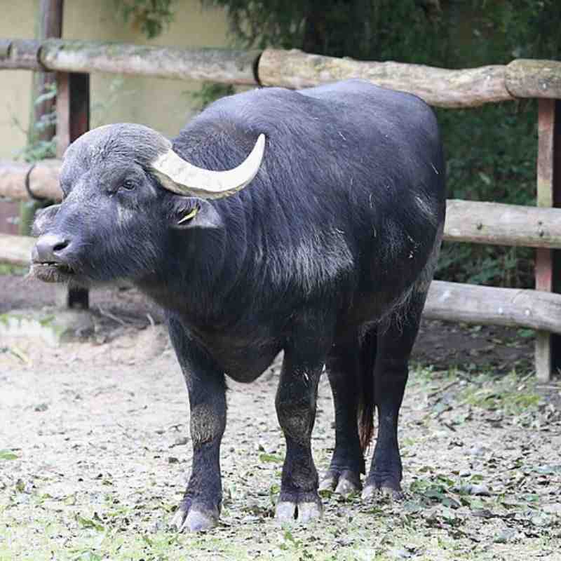 म्हैस — Buffalo in Marathi for kids