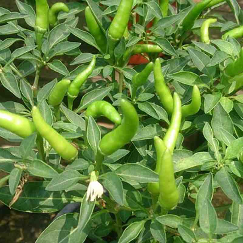 मिरची — Chilli
