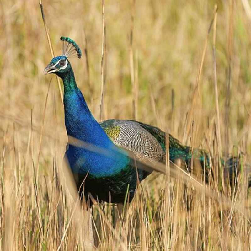 मोर — Peacock in Marathi for kids