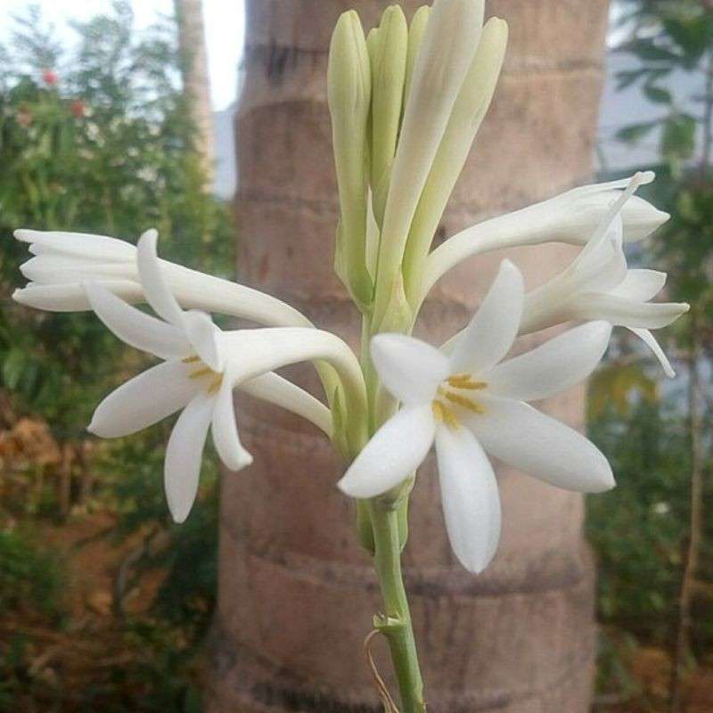 निशिगंध — Tuberose