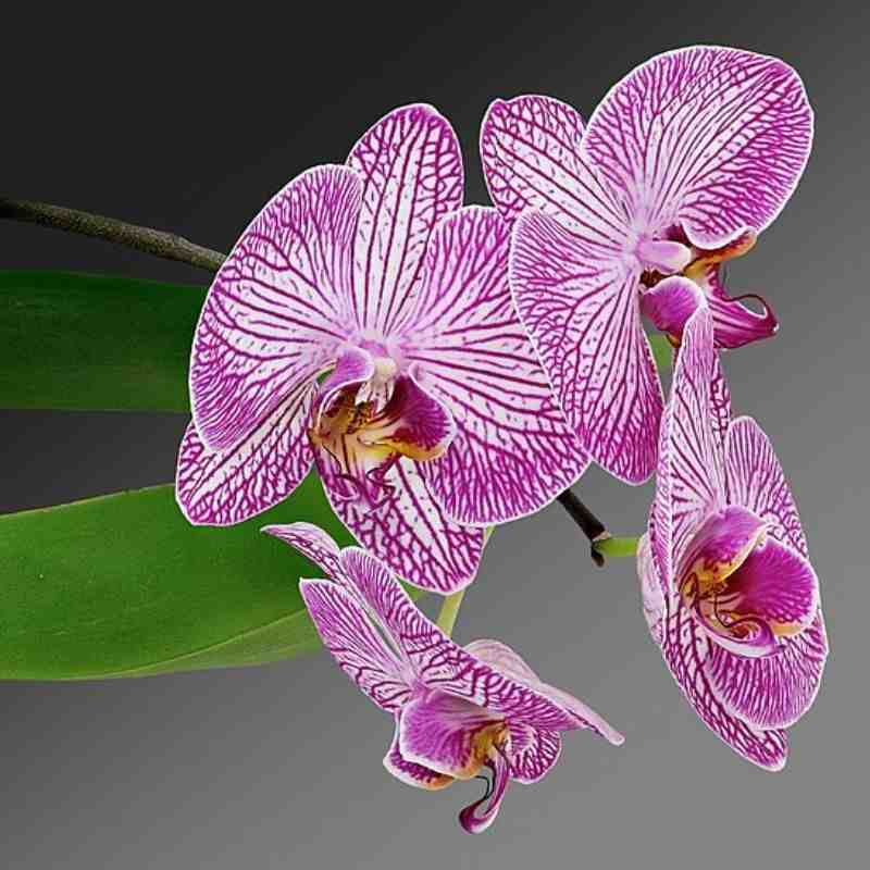 ऑर्किड — Orchid