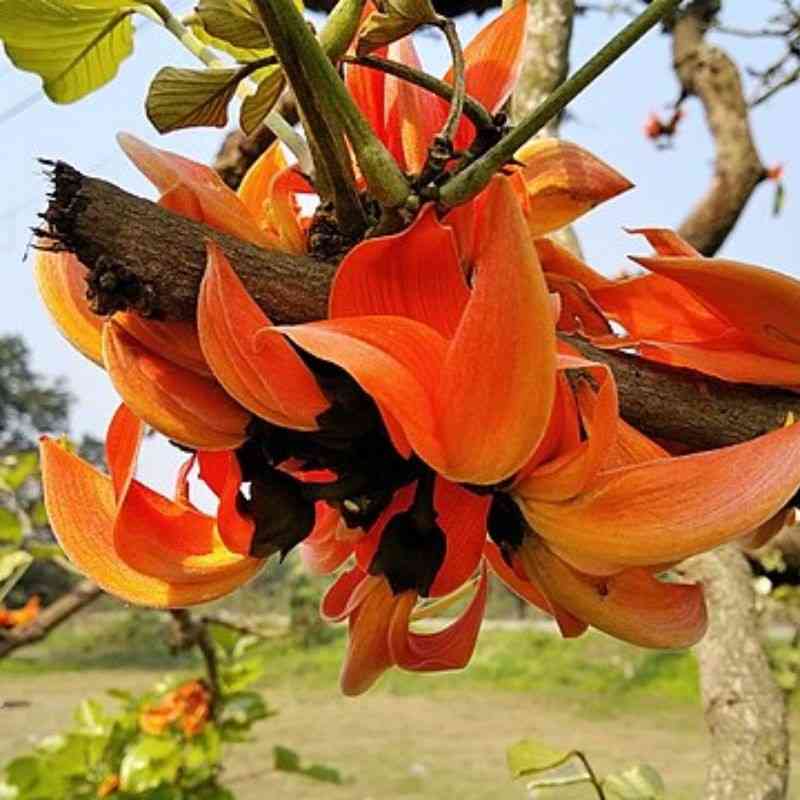 पलाश — Flame of Forest