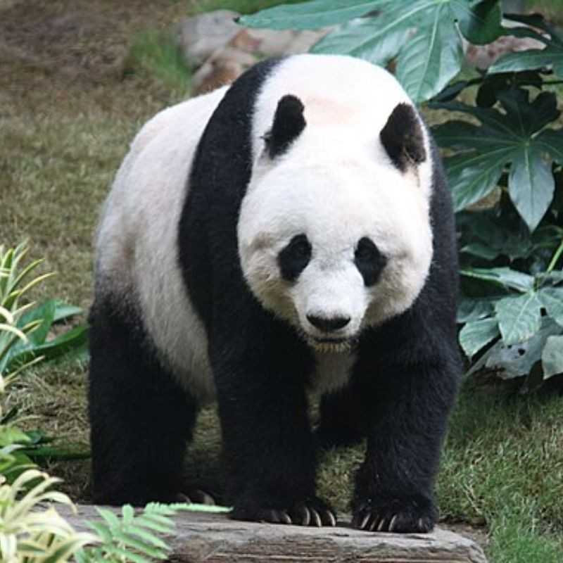 पांडा — Panda in Marathi for kids